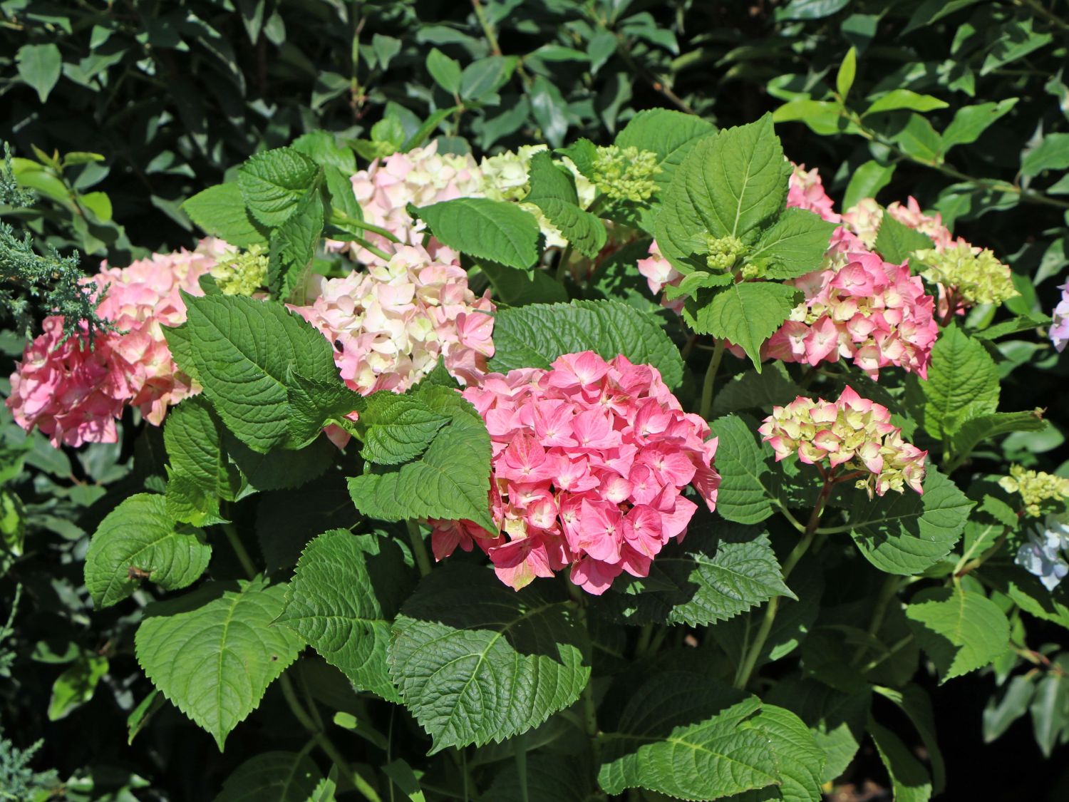 Ballhortensie 'Diva fiore' ® (Rosa) - Hydrangea macrophylla 'Diva fiore' ® (Rosa)