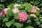 Ballhortensie 'Diva fiore' ® (Rosa) - Hydrangea macrophylla 'Diva fiore' ® (Rosa)