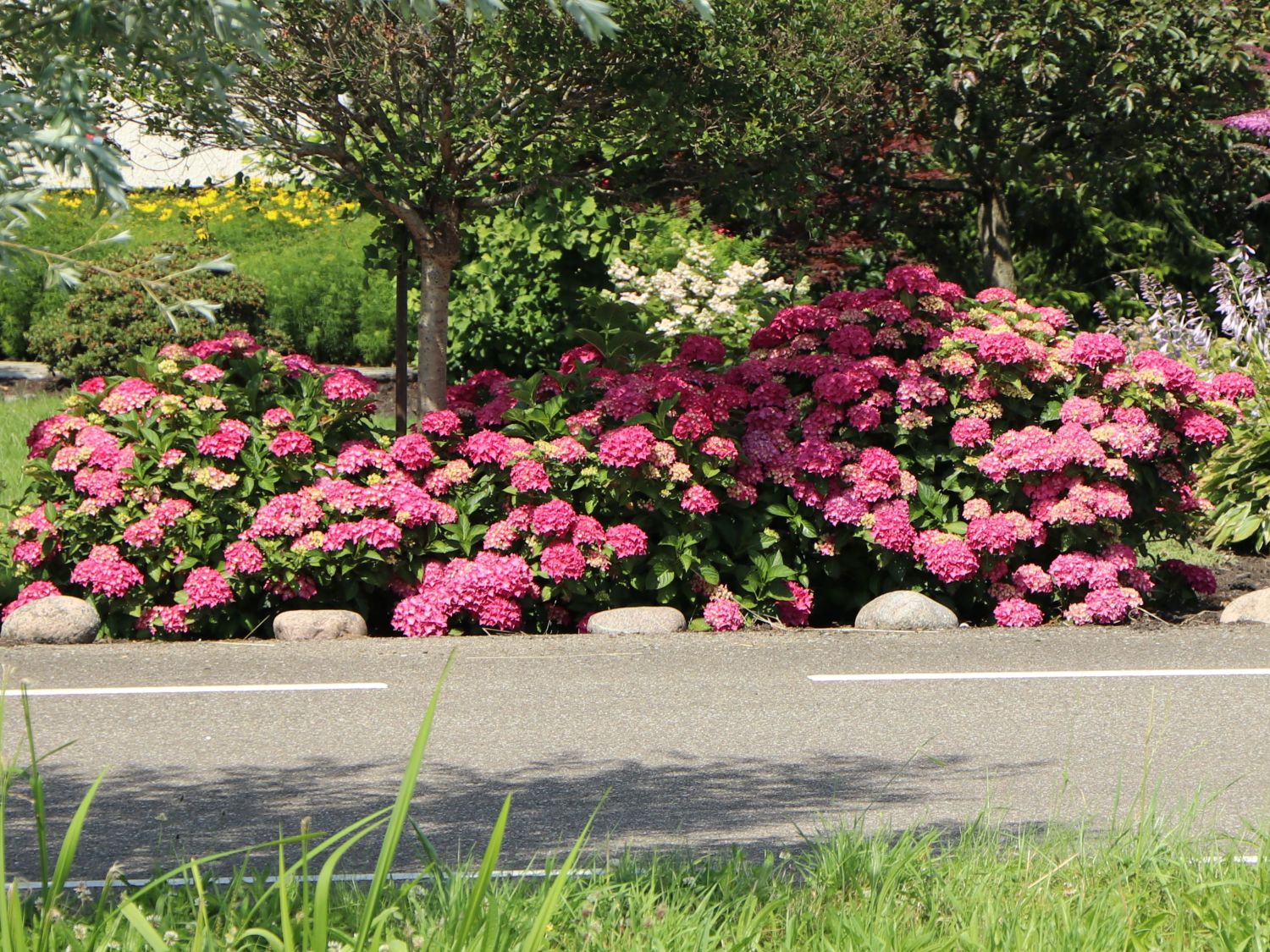 Ballhortensie 'Diva fiore' ® (Rosa) - Hydrangea macrophylla 'Diva fiore' ® (Rosa)