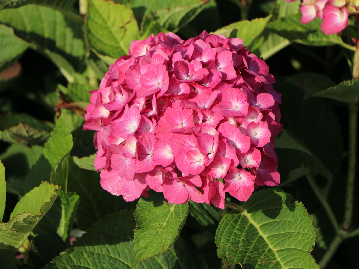 Ballhortensie 'Diva fiore' ® (Rosa) - Hydrangea macrophylla 'Diva fiore' ® (Rosa)