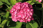 Ballhortensie 'Diva fiore' ® (Rosa) - Hydrangea macrophylla 'Diva fiore' ® (Rosa)