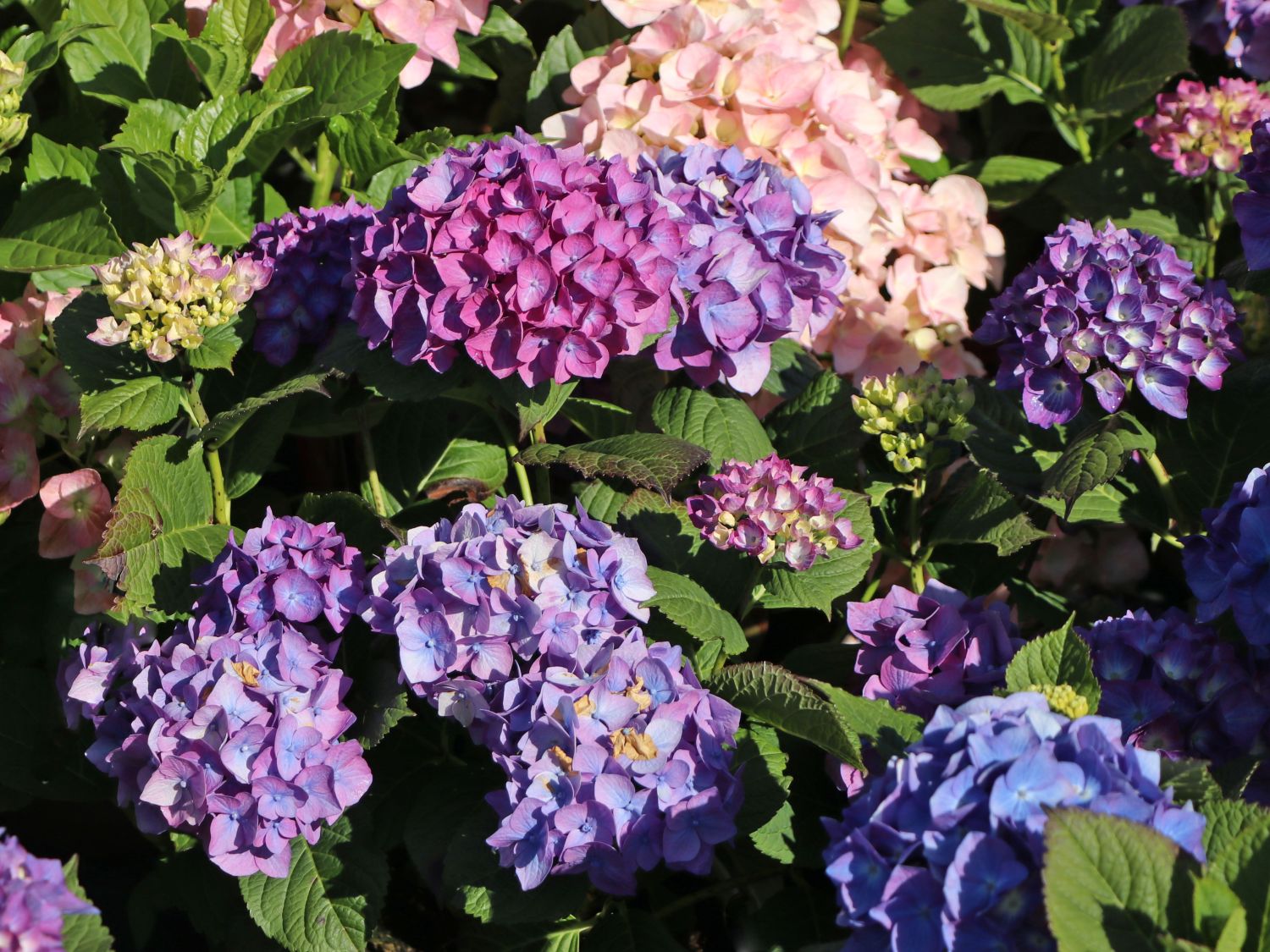 Ballhortensie 'Diva fiore' ® (Violet) - Hydrangea macrophylla 'Diva fiore' ® (Violet)