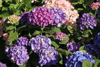 Ballhortensie 'Diva fiore' ® (Violet) - Hydrangea macrophylla 'Diva fiore' ® (Violet)