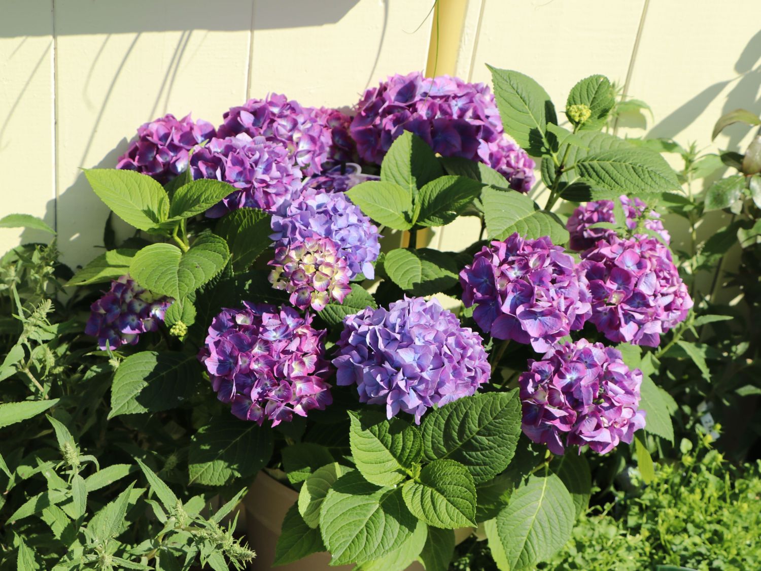 Ballhortensie 'Diva fiore' ® (Violet) - Hydrangea macrophylla 'Diva fiore' ® (Violet)