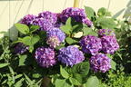 Ballhortensie 'Diva fiore' ® (Violet) - Hydrangea macrophylla 'Diva fiore' ® (Violet)