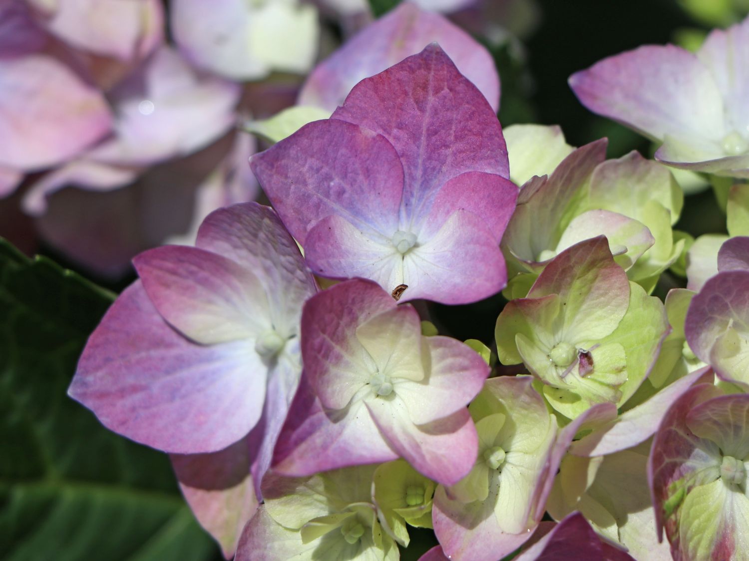Ballhortensie 'Diva fiore' ® (Violet) - Hydrangea macrophylla 'Diva fiore' ® (Violet)