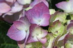 Ballhortensie 'Diva fiore' ® (Violet) - Hydrangea macrophylla 'Diva fiore' ® (Violet)