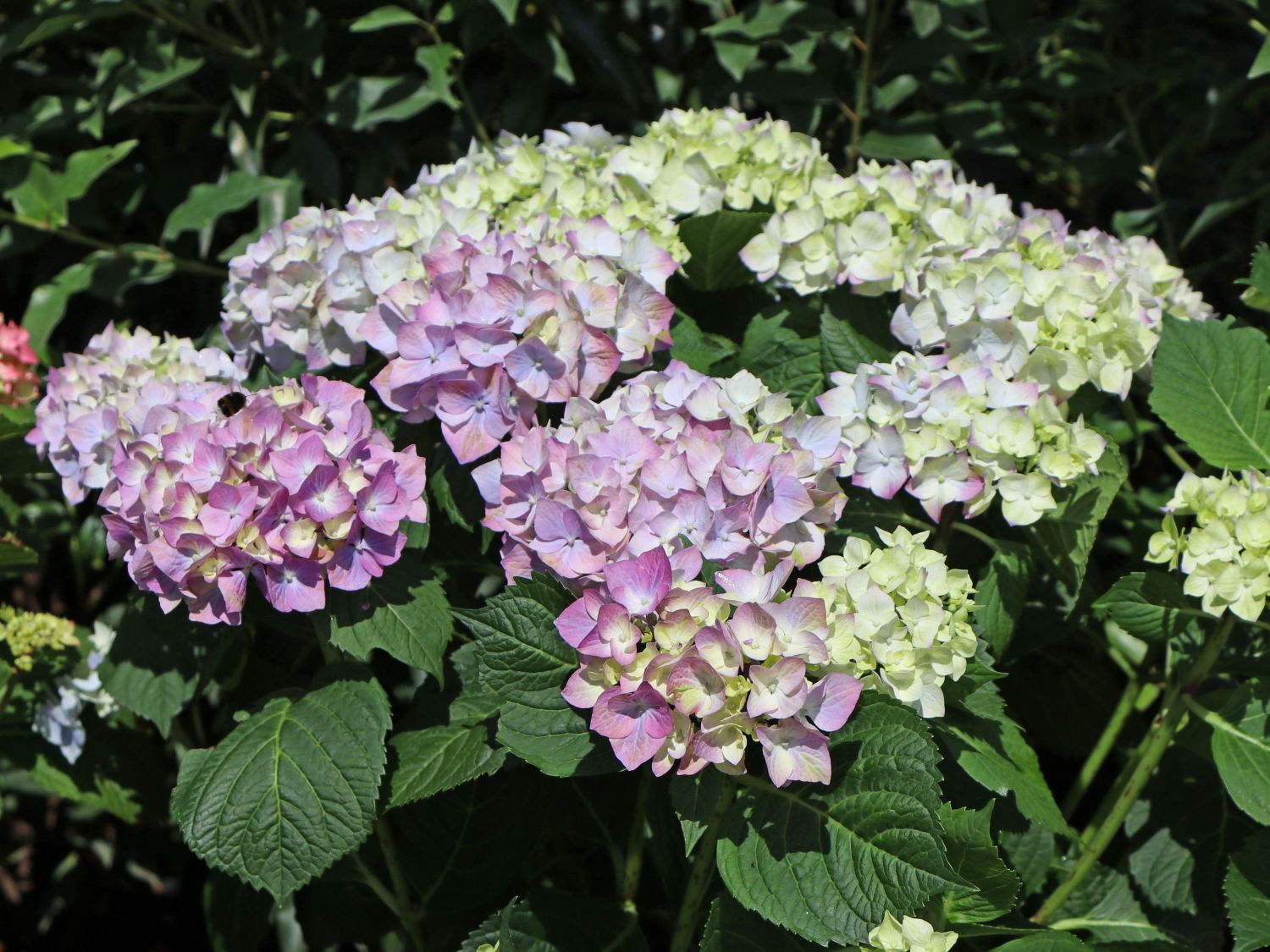 Ballhortensie 'Diva fiore' ® (Violet) - Hydrangea macrophylla 'Diva fiore' ® (Violet)