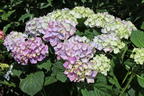 Ballhortensie 'Diva fiore' ® (Violet) - Hydrangea macrophylla 'Diva fiore' ® (Violet)