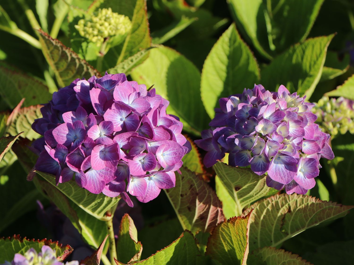 Ballhortensie 'Diva fiore' ® (Violet) - Hydrangea macrophylla 'Diva fiore' ® (Violet)