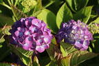 Ballhortensie 'Diva fiore' ® (Violet) - Hydrangea macrophylla 'Diva fiore' ® (Violet)