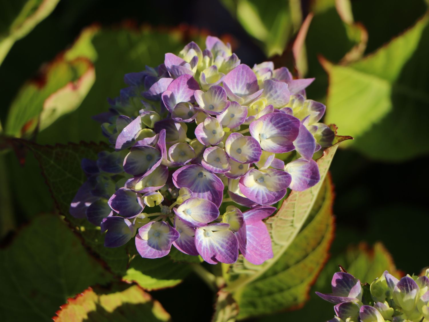 Ballhortensie 'Diva fiore' ® (Violet) - Hydrangea macrophylla 'Diva fiore' ® (Violet)