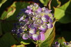 Ballhortensie 'Diva fiore' ® (Violet) - Hydrangea macrophylla 'Diva fiore' ® (Violet)
