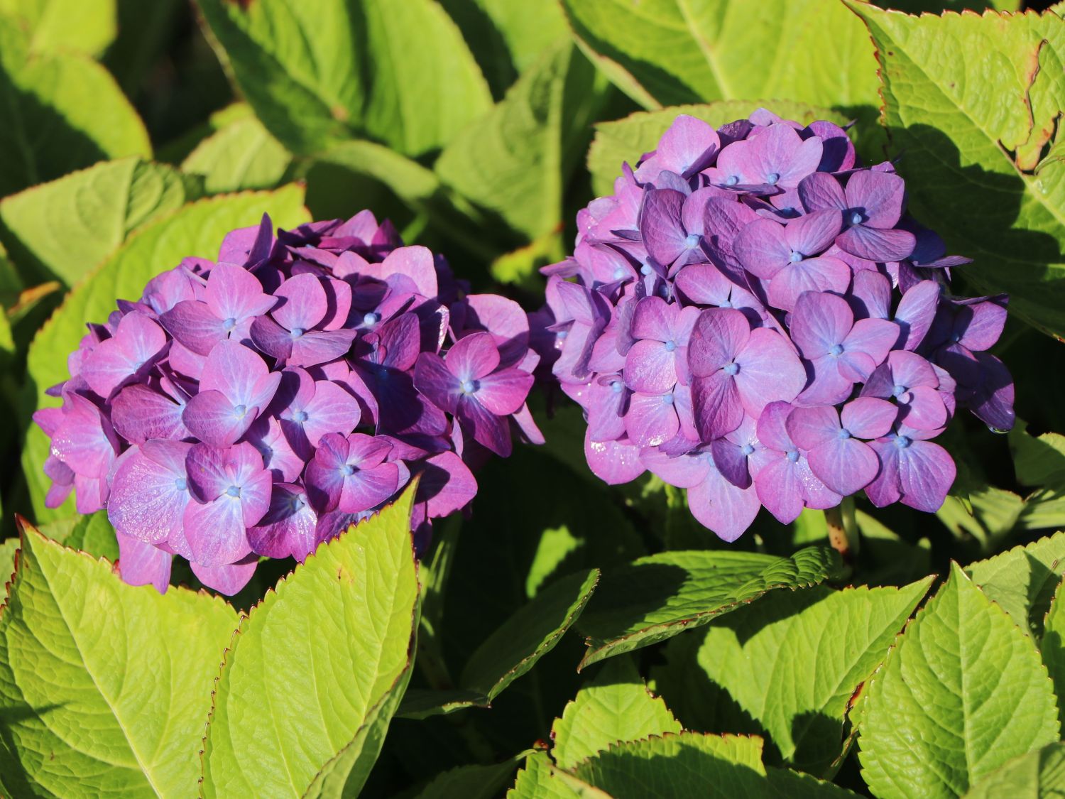 Ballhortensie 'Diva fiore' ® (Violet) - Hydrangea macrophylla 'Diva