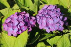 Ballhortensie 'Diva fiore' ® (Violet) - Hydrangea macrophylla 'Diva fiore' ® (Violet)