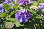 Ballhortensie 'Diva fiore' ® (Violet) - Hydrangea macrophylla 'Diva fiore' ® (Violet)