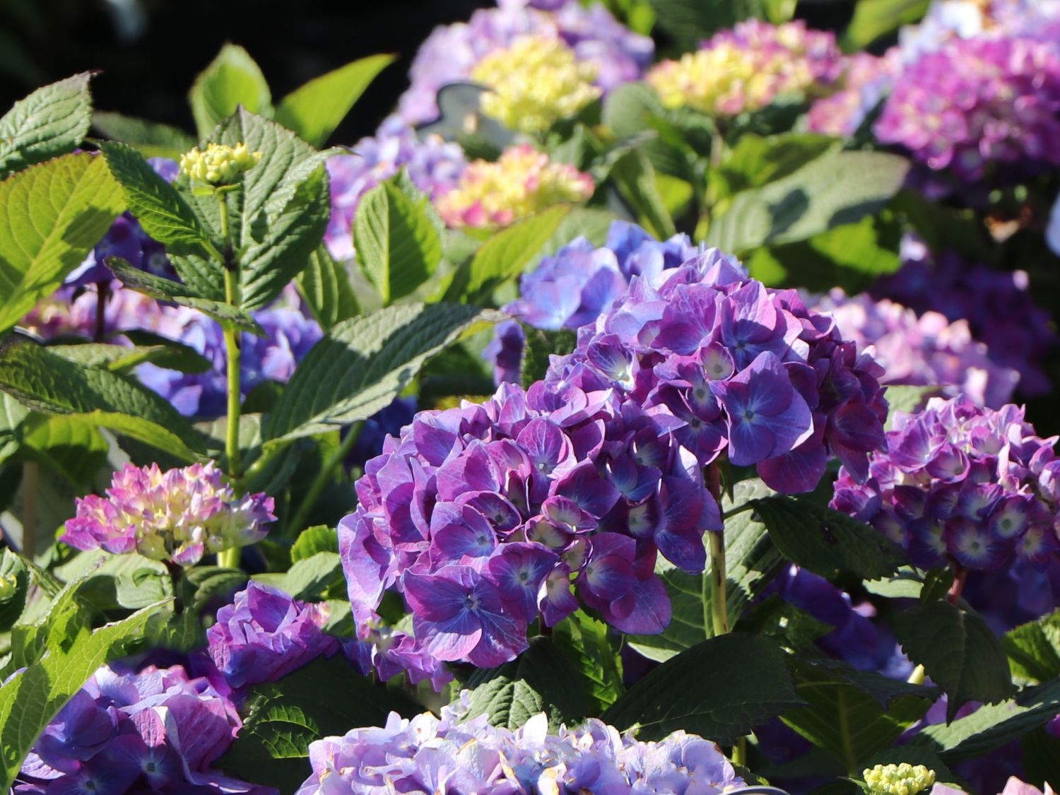 Ballhortensie 'Diva fiore' ® (Violet) - Hydrangea macrophylla 'Diva fiore' ® (Violet)