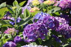 Ballhortensie 'Diva fiore' ® (Violet) - Hydrangea macrophylla 'Diva fiore' ® (Violet)