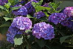 Ballhortensie 'Diva fiore' ® (Violet) - Hydrangea macrophylla 'Diva fiore' ® (Violet)