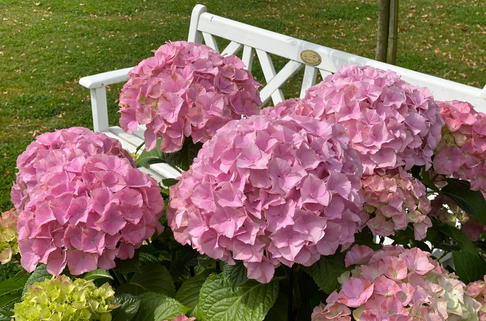 Ballhortensie 'Dolly Buster' ® - Hydrangea macrophylla 'Dolly Buster' ®