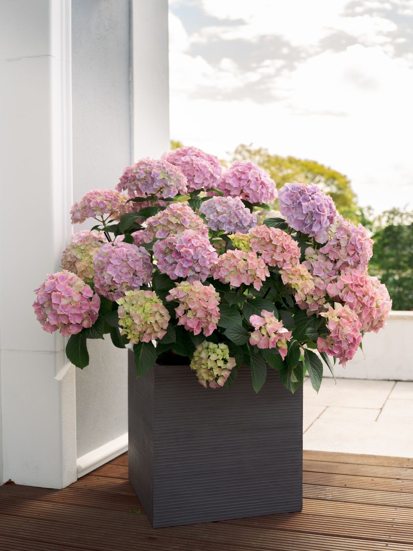 Ballhortensie 'Dolly Buster' ® - Hydrangea macrophylla 'Dolly Buster' ®
