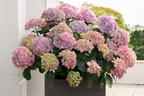 Ballhortensie 'Dolly Buster' ® - Hydrangea macrophylla 'Dolly Buster' ®