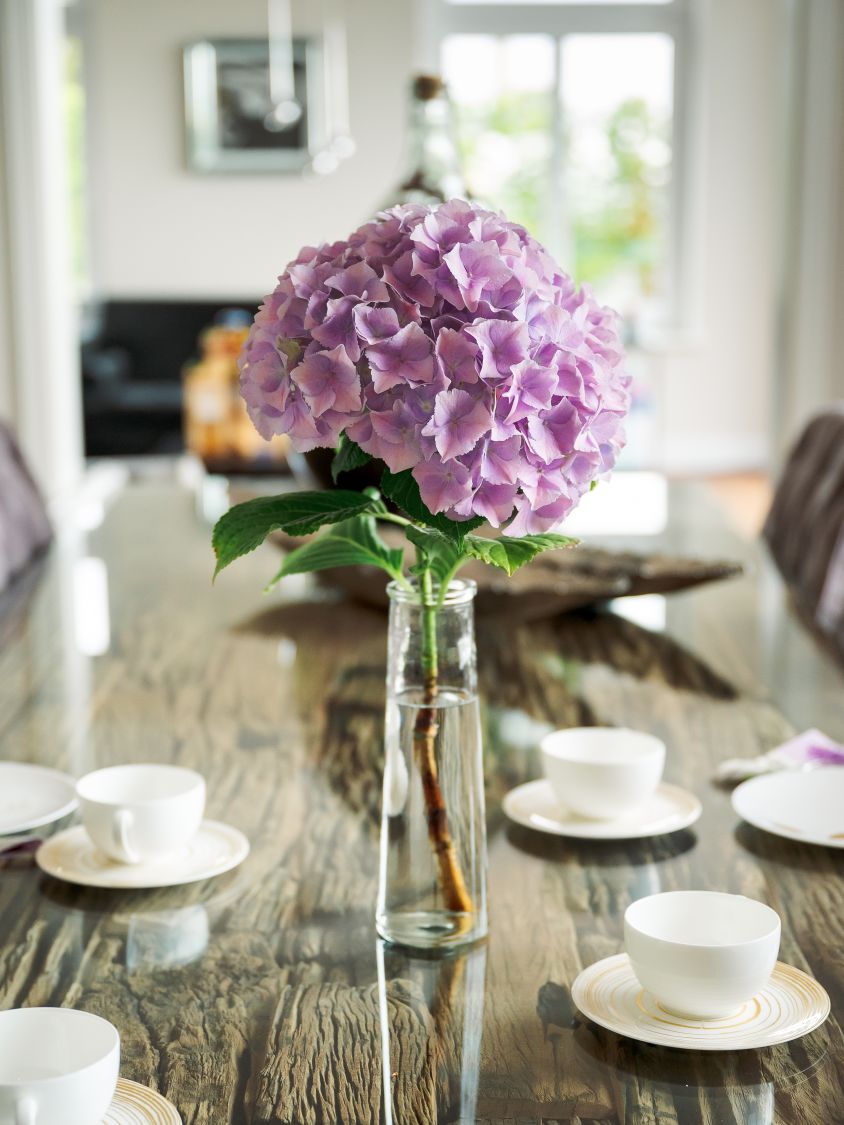 Ballhortensie 'Dolly Buster' ® - Hydrangea macrophylla 'Dolly Buster' ®