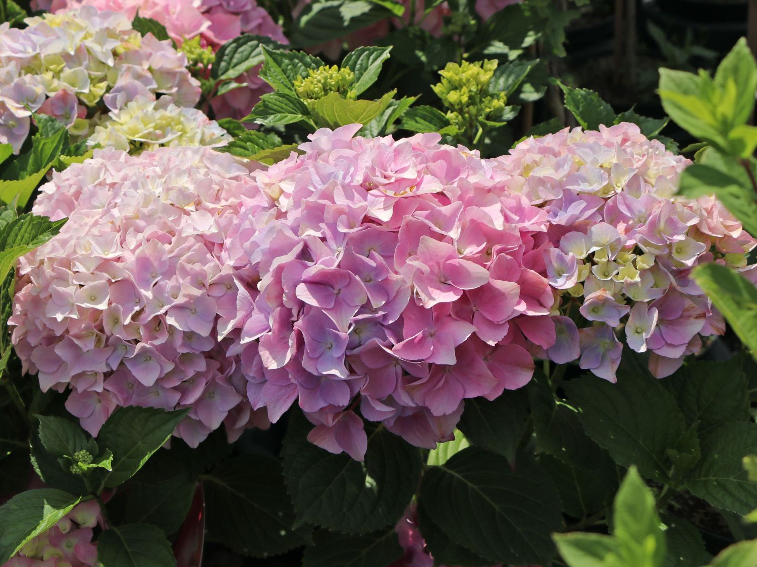 Ballhortensie 'Dolly Buster' ® - Hydrangea macrophylla 'Dolly Buster' ®