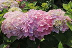 Ballhortensie 'Dolly Buster' ® - Hydrangea macrophylla 'Dolly Buster' ®