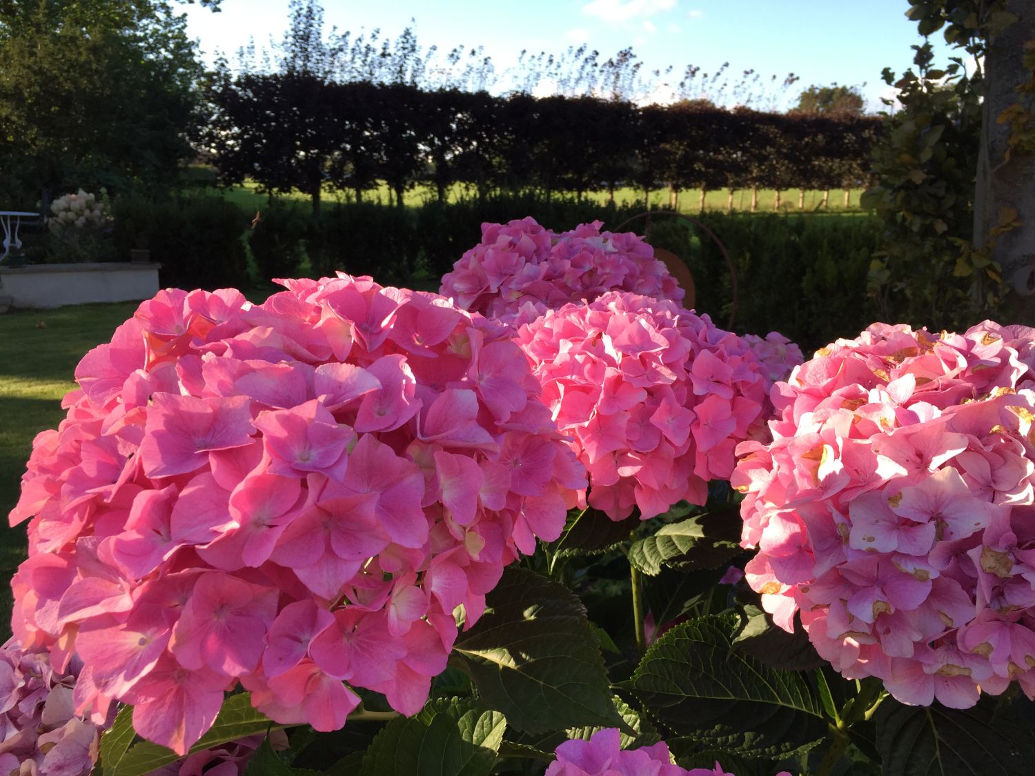 Ballhortensie 'Dolly Buster' ® - Hydrangea macrophylla 'Dolly Buster' ®