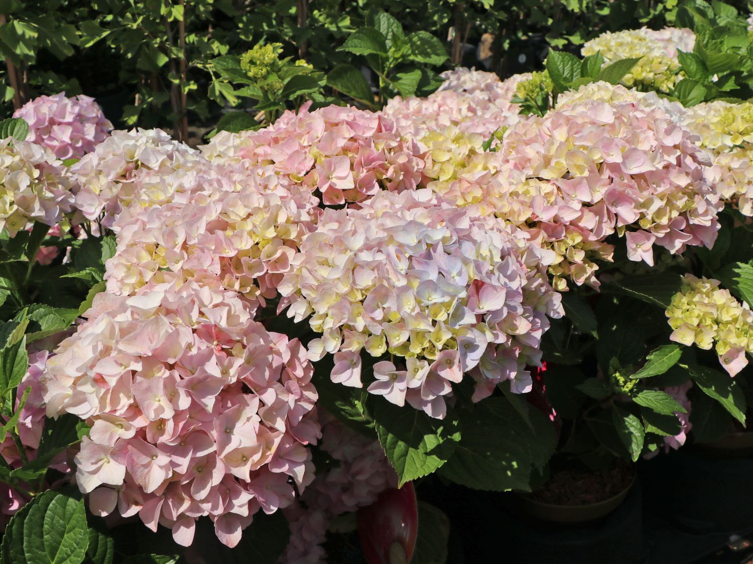 Ballhortensie 'Dolly Buster' ® - Hydrangea macrophylla 'Dolly Buster' ®