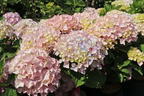 Ballhortensie 'Dolly Buster' ® - Hydrangea macrophylla 'Dolly Buster' ®