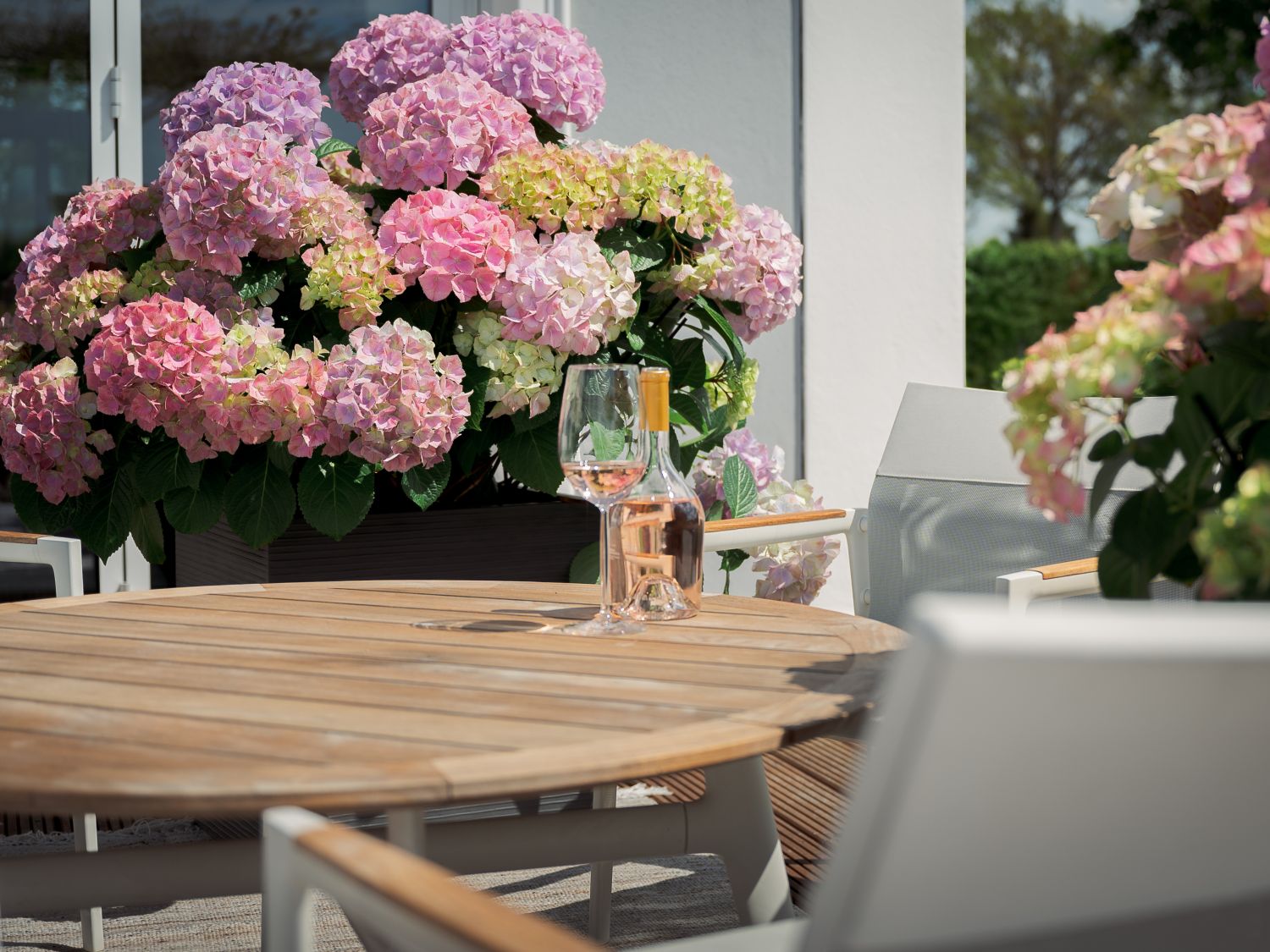 Ballhortensie 'Dolly Buster' ® - Hydrangea macrophylla 'Dolly Buster' ®