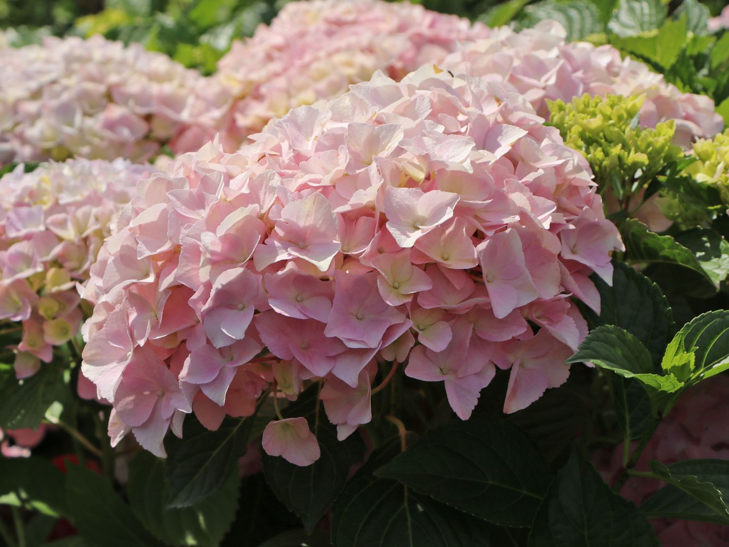 Ballhortensie 'Dolly Buster' ® - Hydrangea macrophylla 'Dolly Buster' ®