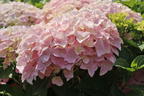 Ballhortensie 'Dolly Buster' ® - Hydrangea macrophylla 'Dolly Buster' ®