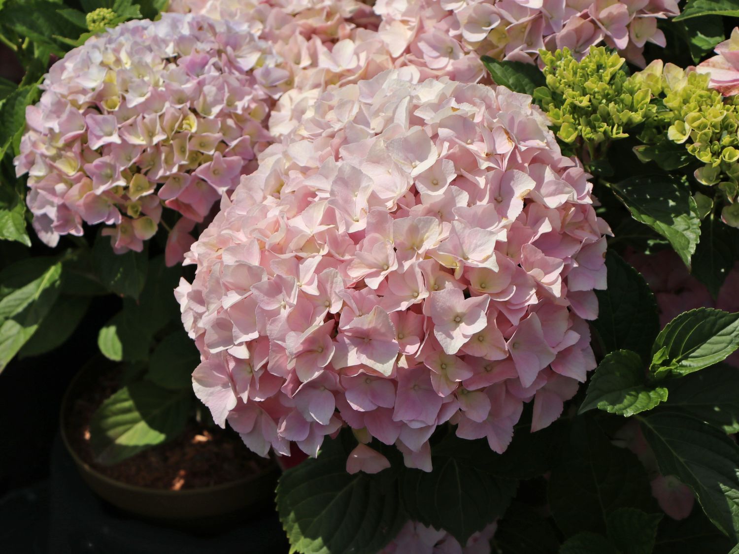 Ballhortensie 'Dolly Buster' ® - Hydrangea macrophylla 'Dolly Buster' ®