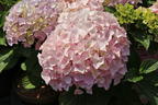 Ballhortensie 'Dolly Buster' ® - Hydrangea macrophylla 'Dolly Buster' ®