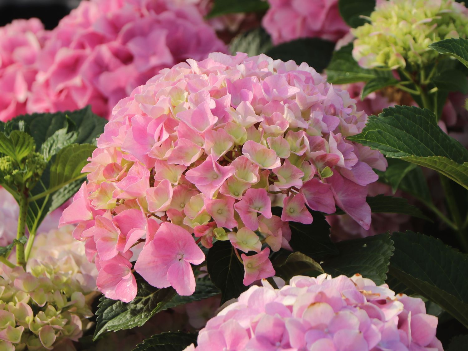 Ballhortensie 'Dolly Buster' ® - Hydrangea macrophylla 'Dolly Buster' ®