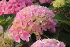 Ballhortensie 'Dolly Buster' ® - Hydrangea macrophylla 'Dolly Buster' ®