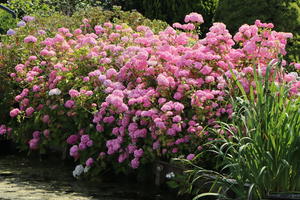 Ballhortensie Endless Summer ® 'The Original' (Rosa)