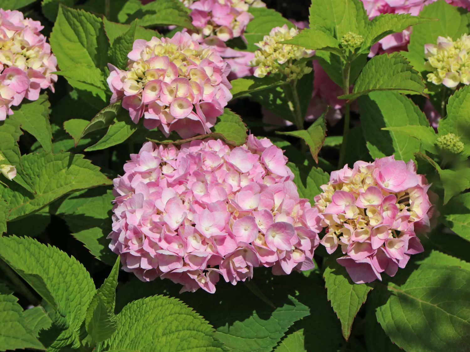 Ballhortensie Endless Summer ® 'The Original' (Rosa) - Hydrangea macrophylla Endless Summer ® 'The Original' (Rosa)