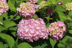 Ballhortensie Endless Summer ® 'The Original' (Rosa) - Hydrangea macrophylla Endless Summer ® 'The Original' (Rosa)