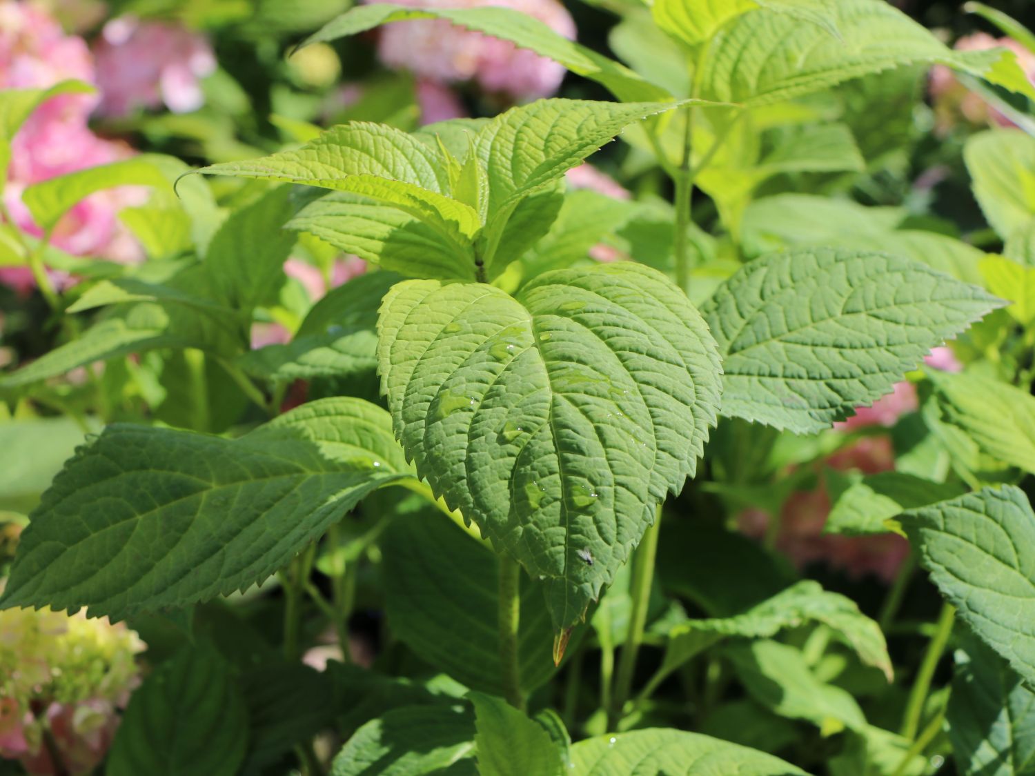 Ballhortensie Endless Summer ® 'The Original' (Rosa) - Hydrangea macrophylla Endless Summer ® 'The Original' (Rosa)