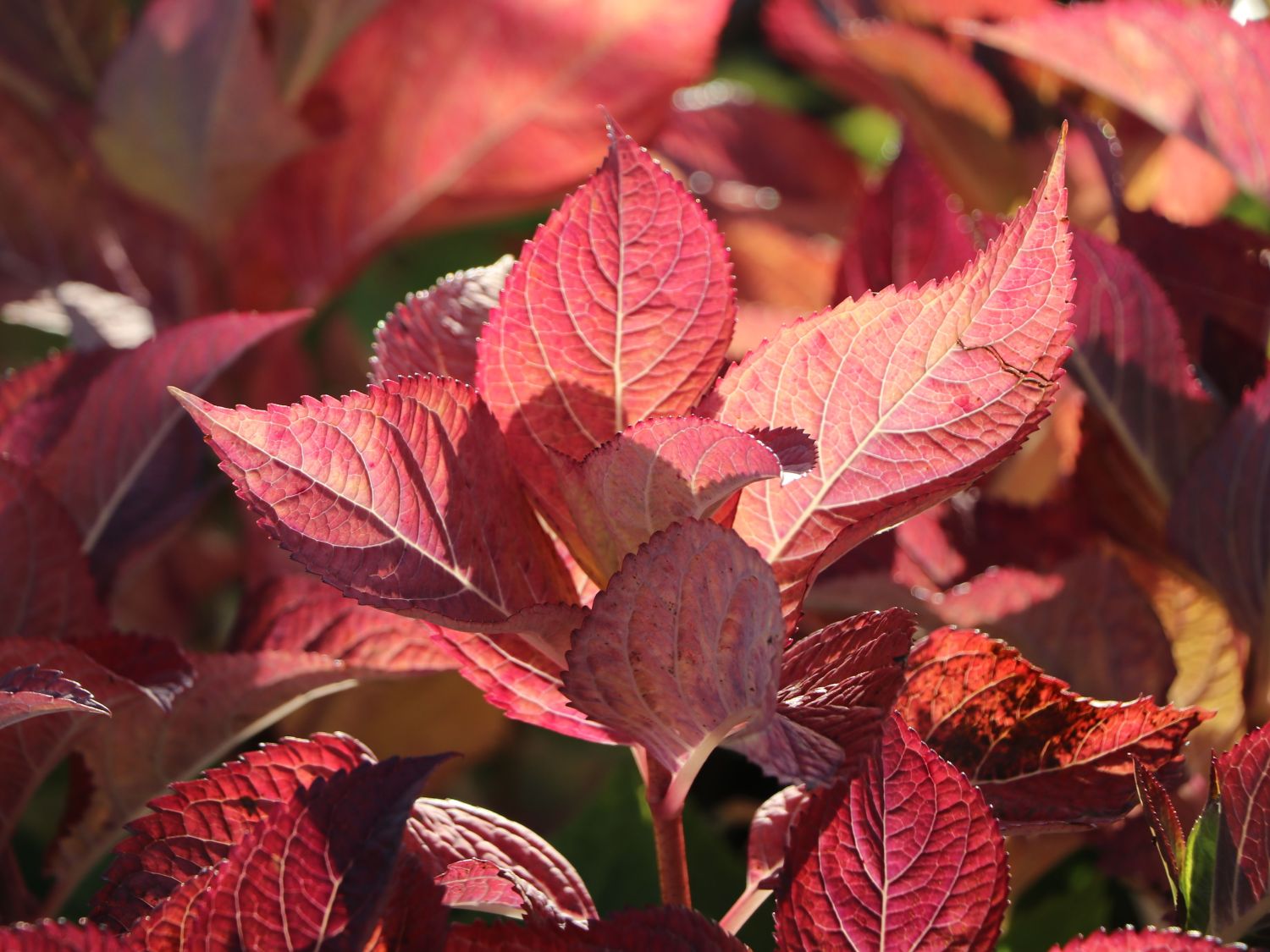 Ballhortensie Endless Summer ® 'The Original' (Rosa) - Hydrangea macrophylla Endless Summer ® 'The Original' (Rosa)