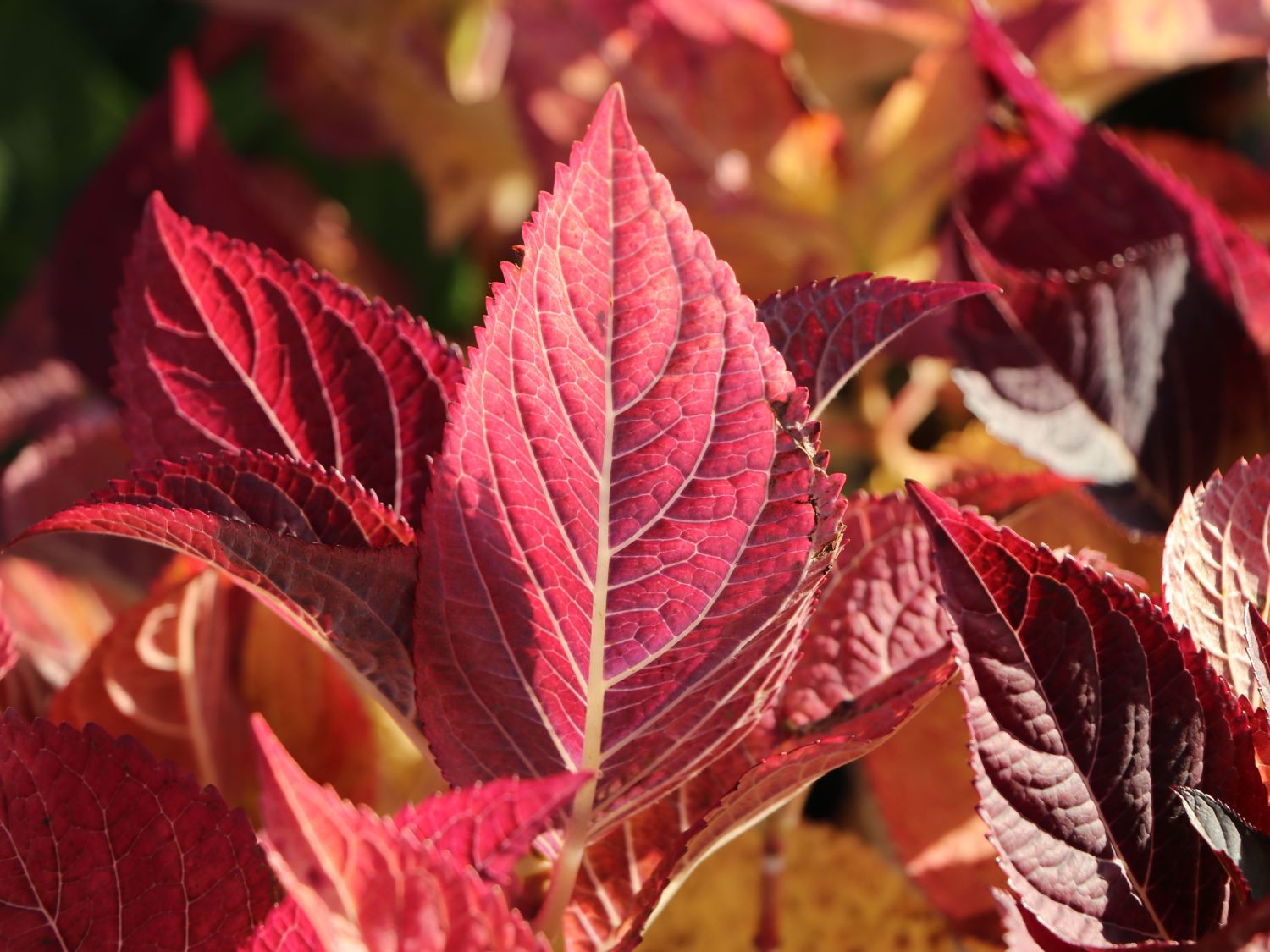 Ballhortensie Endless Summer ® 'The Original' (Rosa) - Hydrangea macrophylla Endless Summer ® 'The Original' (Rosa)