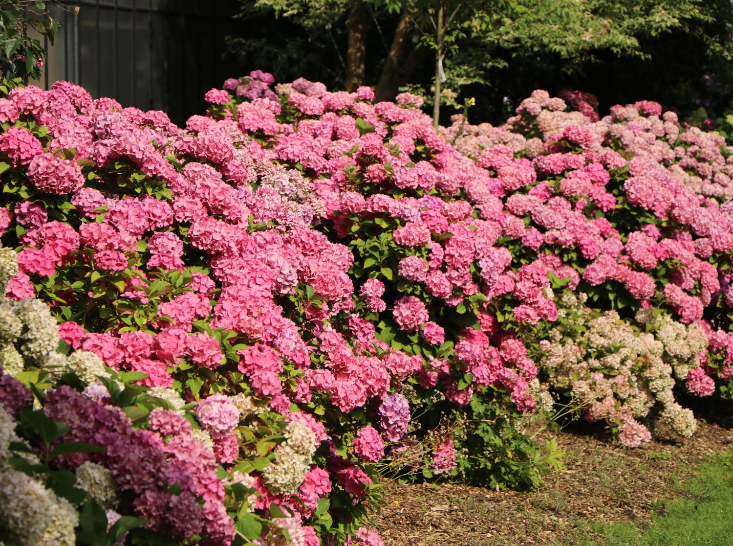 Ballhortensie Endless Summer ® 'The Original' (Rosa) - Hydrangea macrophylla Endless Summer ® 'The Original' (Rosa)