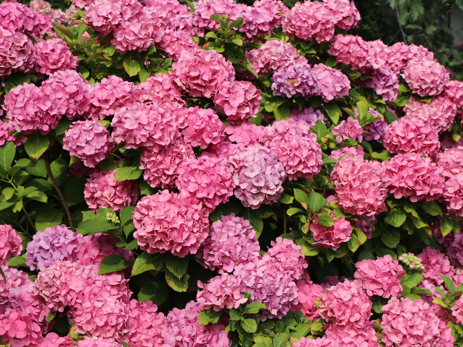 Ballhortensie Endless Summer ® 'The Original' (Rosa) - Hydrangea macrophylla Endless Summer ® 'The Original' (Rosa)