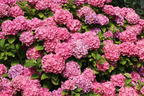 Ballhortensie Endless Summer ® 'The Original' (Rosa) - Hydrangea macrophylla Endless Summer ® 'The Original' (Rosa)