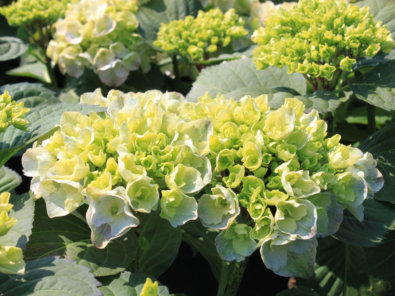 Ballhortensie Everbloom ® 'Blue Wonder' ® Hydrangea macrophylla