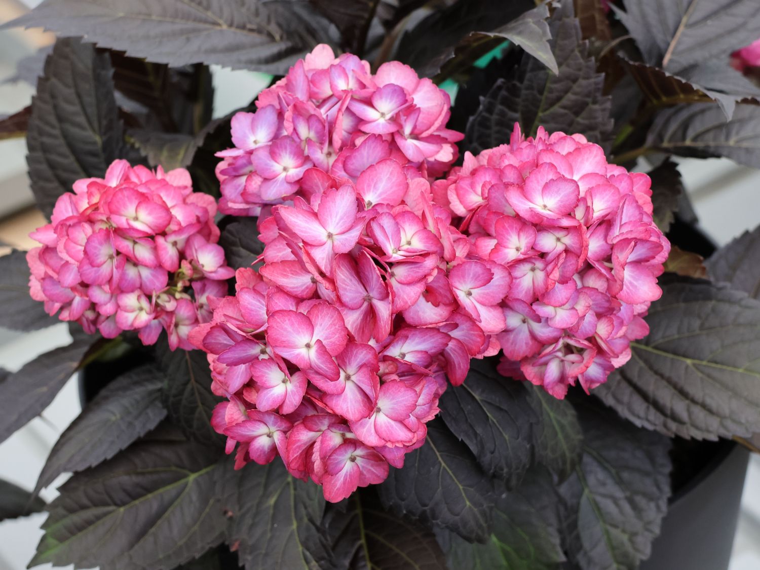 Ballhortensie FIRST EDITIONS ® 'ECLIPSE' ®